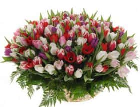 Корзина из 201 тюльпана микс