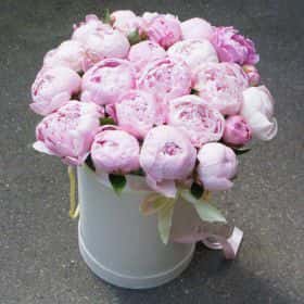 Cloud of peony 